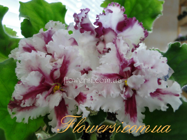 Фиалка ЛЕ-Взбитые Сливки (белая)