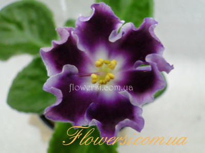 Фиалка НД-Столичная Штучка