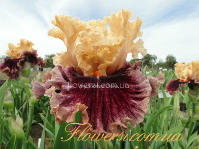  Ирис  Пазлид (Puzzled)