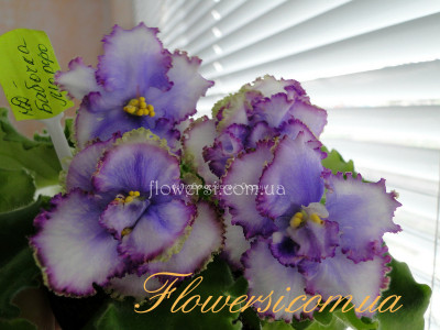 Фиалка  НД-Бабочка Морфо 