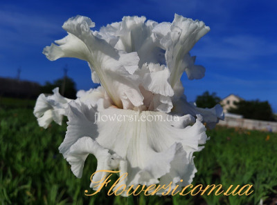 Ирис Фореве Блоуин Баблз (Forever Blowing Bubbles)  