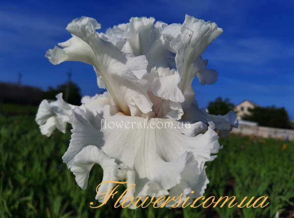 Ирис Фореве Блоуин Баблз (Forever Blowing Bubbles)  