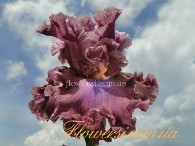 Ирис Ай Фо стайл (Eye For Style)