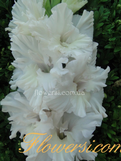  Гладiолус Венчальний Шлейф 