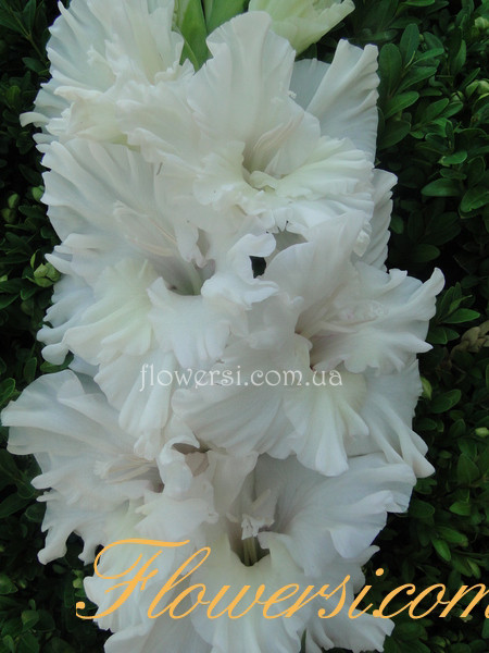  Гладiолус Венчальний Шлейф 