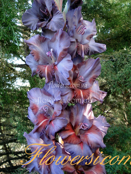 Гладiолус Ізабелла 