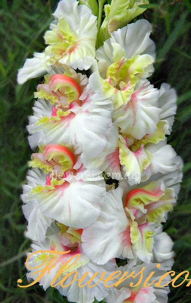 Гладiолус Снегірі 