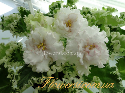 Фиалка ЛЕ-Ирландская Зима