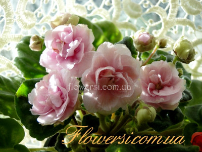 Фиалка TV-Розовая Жемчужина 