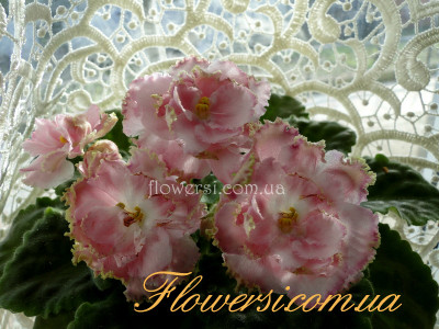 Фиалка РС-Золотое Руно     