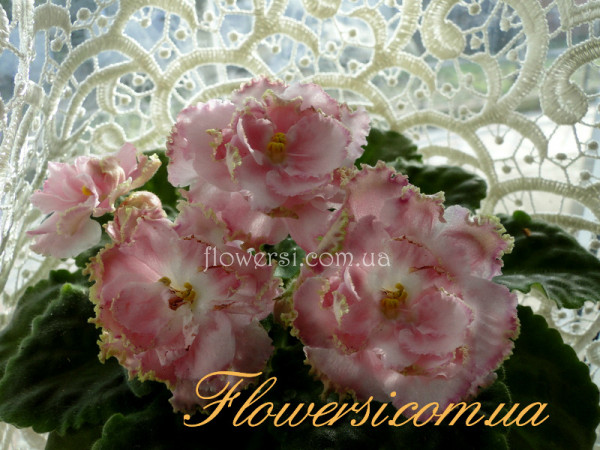 Фиалка РС-Золотое Руно     