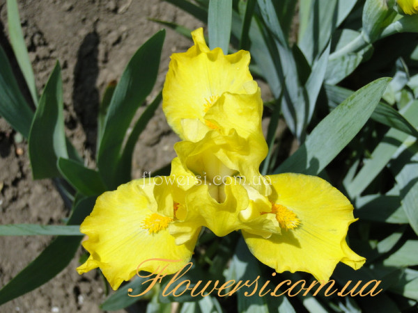 Ирис  Сколар (Scholar) 