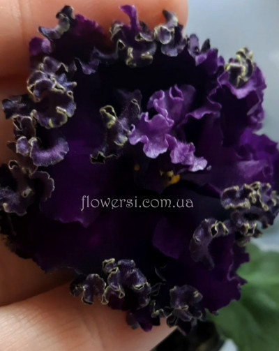 Фиалка АВ-Грозовые Облака 