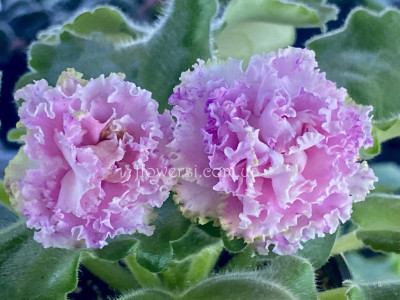 Фиалка Фея (Дадоян)