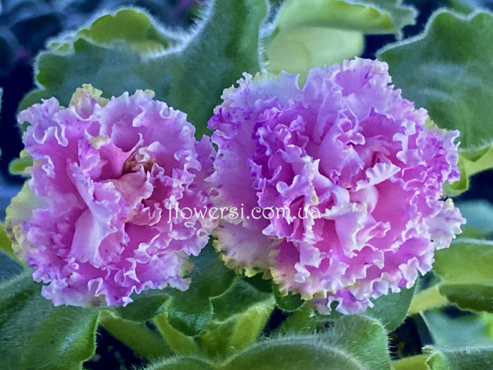 Фіалка Фея (Дадоян)