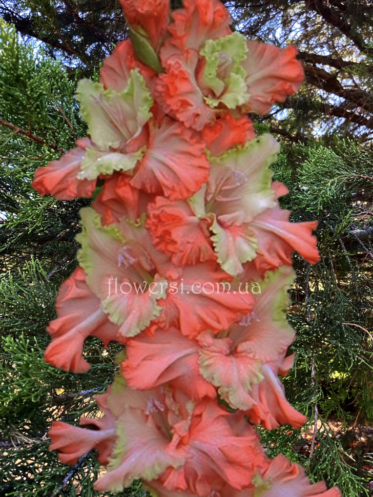 Гладіолус Нечаений роман