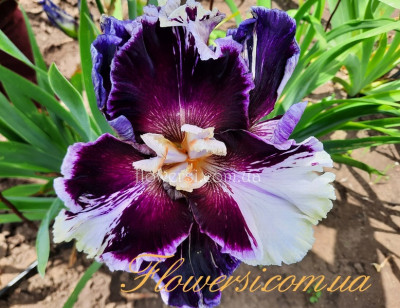 Ирис Клайсдейл Clydesdale (Smith 2014)