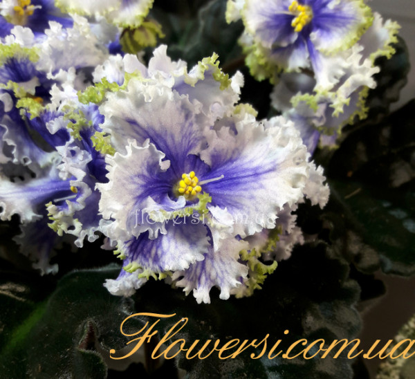 Фиалка РМ-Иллирия