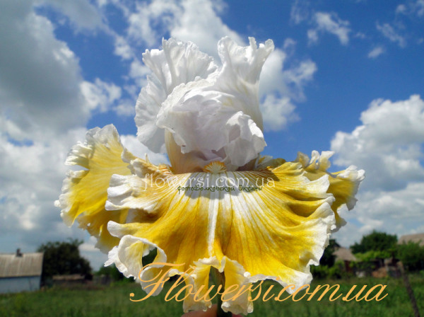 Ирис Бэйби Ай Лав Ю  (Baby I Love You)