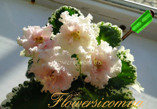 Фиалка ЛФ-Солнечное Утро 