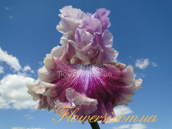 Ирис Дай Лафинг (Die Laughing)