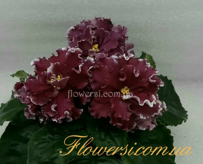  Фіалка ЛЕ-Марс