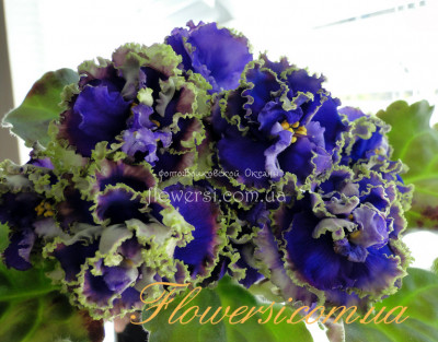  Фіалка Водяной (Т.Дадоян)   