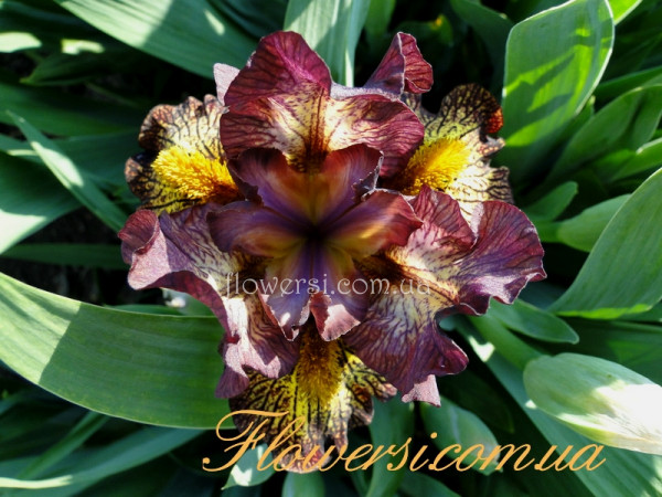 Ирис  Вебмастер (Webmaster)