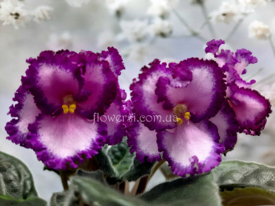 Фиалка Lyon's Pirate's Treasure (Sorano)