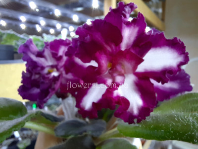 Фиалка ВаТ-Волшебная Сказка 