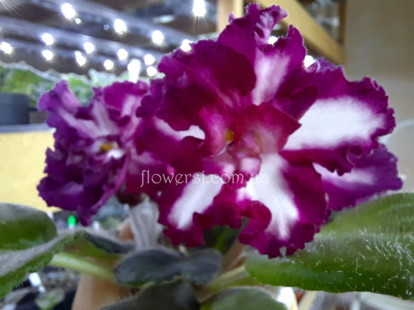 Фиалка ВаТ-Волшебная Сказка 