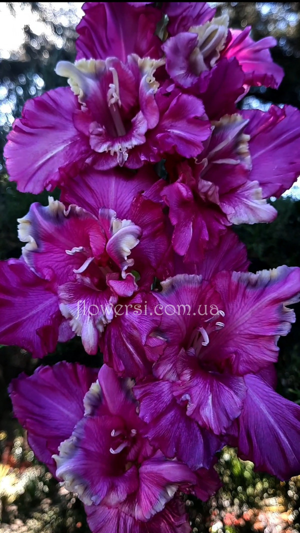 Гладiолус iнопланетянiн  