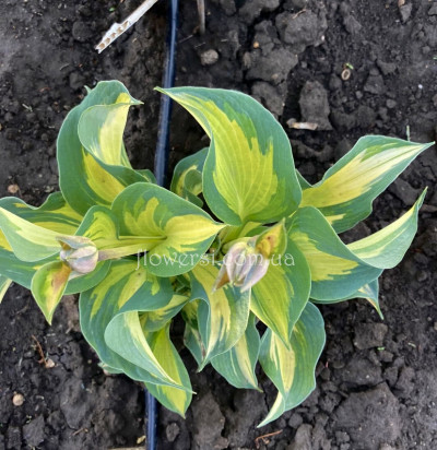 Хоста Бич бой (Beach Boy) 