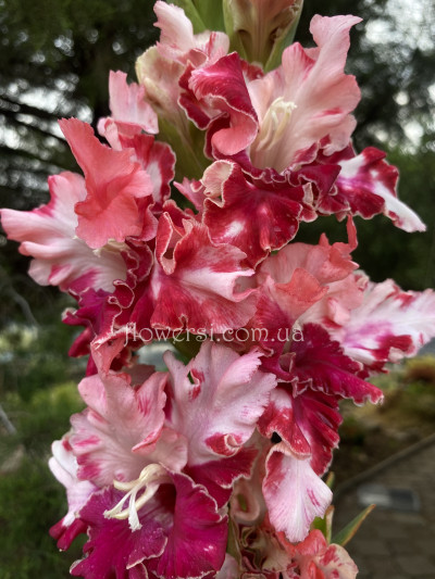  Бiенiе сердца