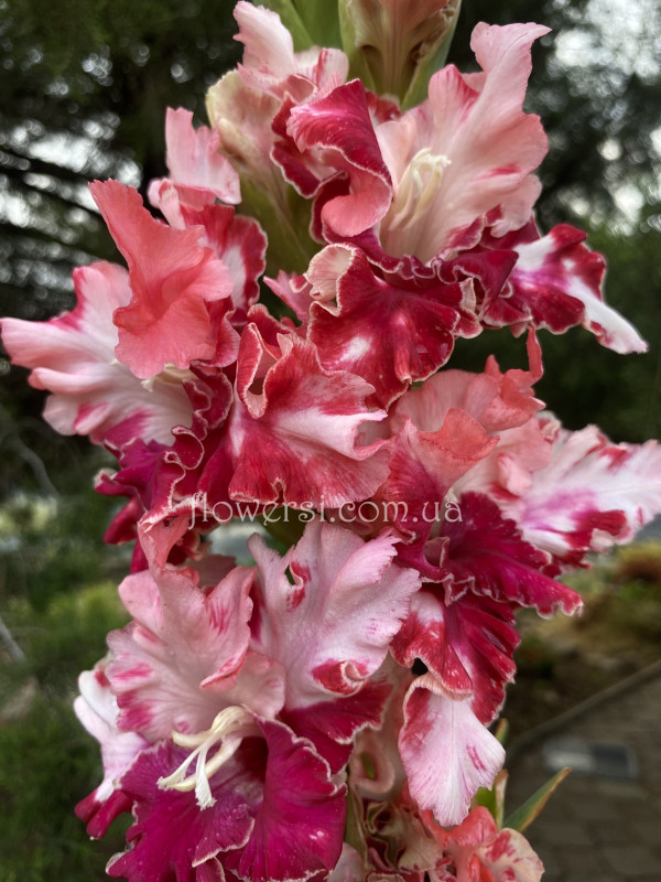  Бiенiе сердца