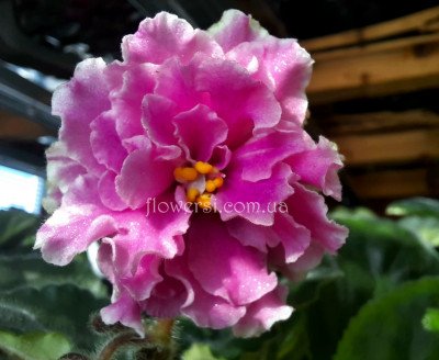 Фиалка ВаТ-Пион 