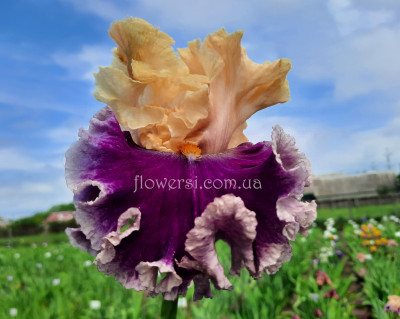 Ирис Роаринг Твентиез (Roaring Twenties)