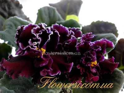 Фиалка ЛФ-Фея Огня