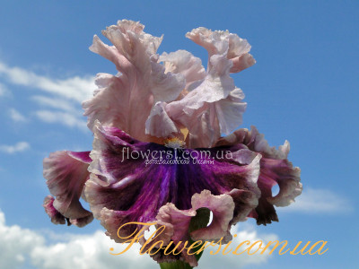 Ирис Оксфорд Кантис( Oxford Countess )  