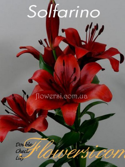 Лілія Солфаріно Азіатська