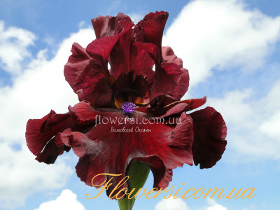 Ирис Фетанит Сан (Fortunate Son) 