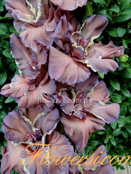 Гладiолус Древняя Магія