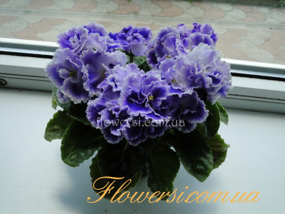 Фиалка ЛЕ-Ночи Аргентины 