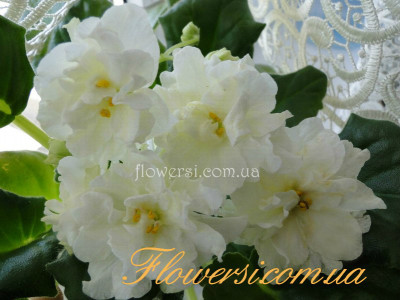 Фиалка Lemon Kisses (Sorano)