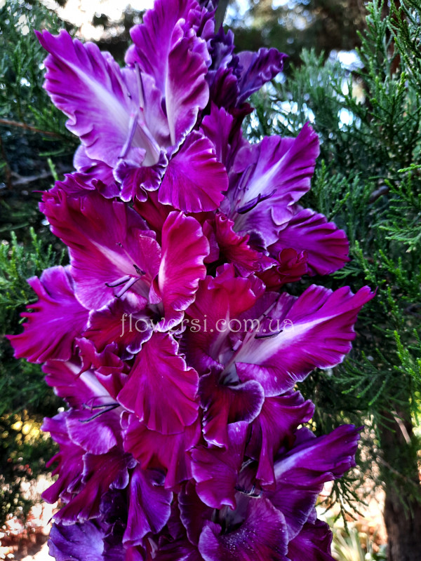  Гладiолус Вечерній Перезвон 