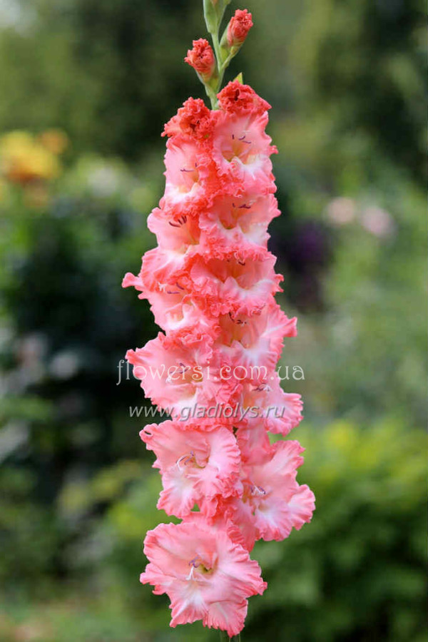 Моїм друзям