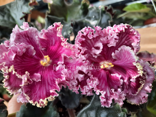 Фиалка ПТ-Любовный Романс (Т.Пугачева)