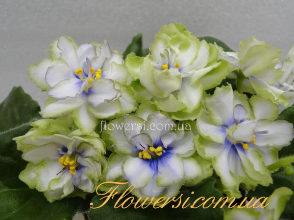 Фиалка ЛЕ-Марфа