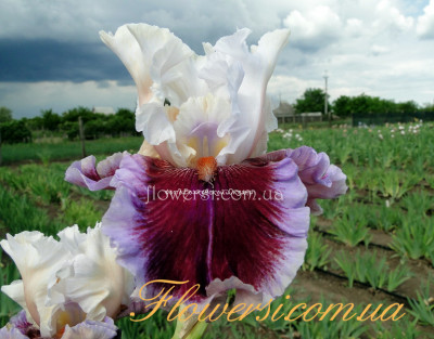 Ирис Стравбери Фриз (Strawberry Freeze)