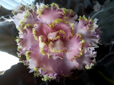 Фиалка KZ-Драгоценность люкс